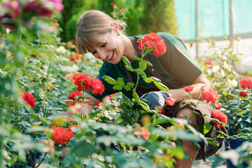 Commercial gardener woman working in the roses