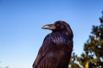 Large Black Common Raven in Bryce Canyon National Park, Utah, United States.