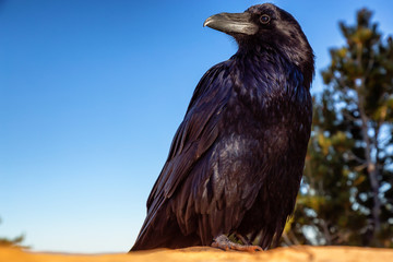 Large Black Common Raven in Bryce Canyon National Park, Utah, United States.