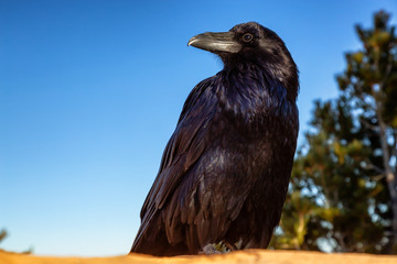 Large Black Common Raven in Bryce Canyon National Park, Utah, United States.