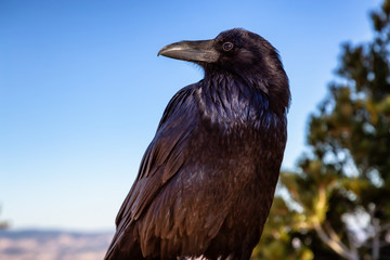 Large Black Common Raven in Bryce Canyon National Park, Utah, United States.