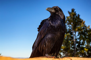 Large Black Common Raven in Bryce Canyon National Park, Utah, United States.
