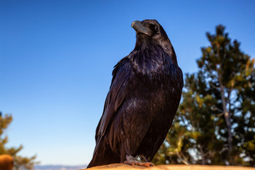 Large Black Common Raven in Bryce Canyon National Park, Utah, United States.