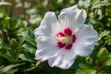 Obraz premium Bright Hibiscus flower blooming in the tropical garden, in soft focus on natural green bokeh background