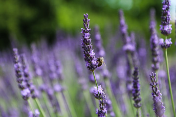 A picture from the beautiful fields of Provance during the summer and full of lavender in bloom.