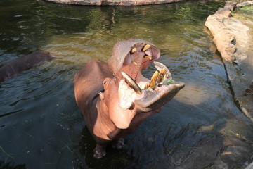 The hippopotamus is opening his mouth, waiting to eat, in the zoo.