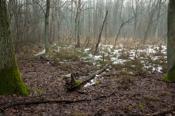 Forest during fog in a nature reserve Obory near Konstancin-Jeziorna, Masovia, Poland