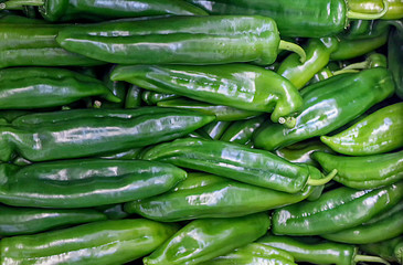 Green italian bell pepper friggitelli