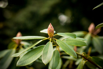 Close up of a pink rhododendron bud with lots of unfolded flowers and large green leaves.Beautiful pink Azalea in the flower garden.rhododendron bud in a garden. Spring.almost closed rhododendron buds