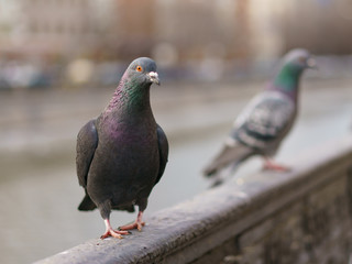 Brave pigeons on the Moscow city embankment 