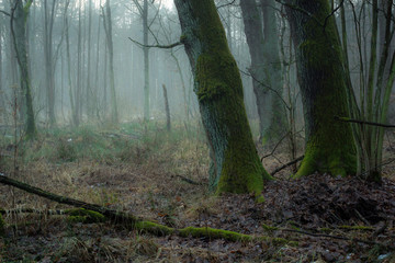 Forest during fog in a nature reserve Obory near Konstancin-Jeziorna, Masovia, Poland