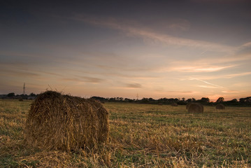 Sunset over wheat field