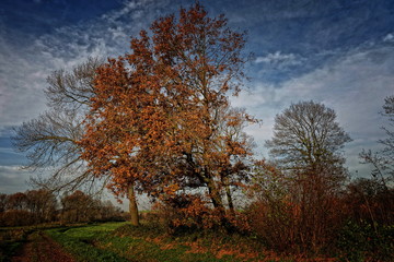Fototapeta na wymiar Herbstfarben