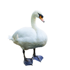 Mute Swan (lat. Cygnus olor) - a bird with a long neck , elongated body, body and head of medium...