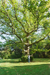 Old huge tree sycamore or plane tree (lat. Platanus) in the Sunny Park of the Vorontsov Palace in Alupka