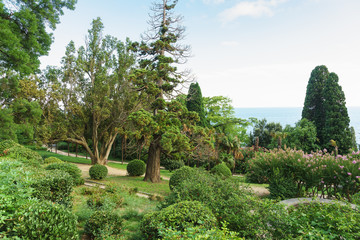 Obraz premium Beautiful old Park on the black sea