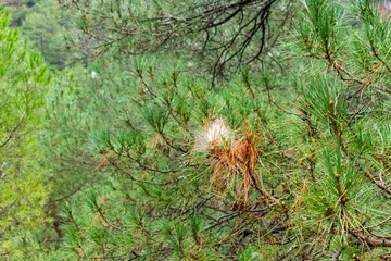 A caterpillar silk nest high in the pine treetops of the evergreen forrest outside Riopar, Spain
