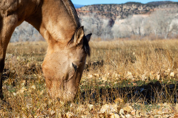 Horse in a stable during a sunny day. Taken in Boulder, Utah, United States.