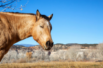 Horse in a stable during a sunny day. Taken in Boulder, Utah, United States.