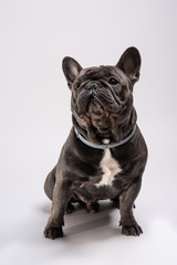 Portrait of a sitting blue french bulldog looking curious to the left side. Isolated beautiful pet against white background