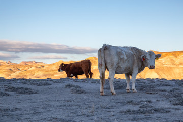 Free Range Cow in the desert field during a vibrant sunny morning. Taken near Caineville, Utah, United States of America.