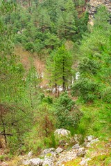 Bright Green trees in the background are framed by branches of trees much closer, which also follows a rocky stream to a cliff.