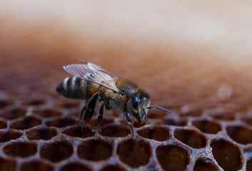 working bee