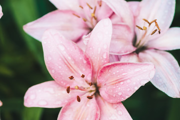 Fototapeta premium Beautiful flowering pink lily in macro. Amazing picturesque wet blooming flower close-up. Raindrops on colorful plant. Wonderful european perfume flower with dew drops. Droplets on pink petals.