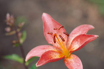 Beautiful flowering pink lily in macro. Amazing picturesque wet blooming flower close-up. Raindrops on colorful plant. Wonderful european perfume flower with dew drops. Droplets on pink petals.