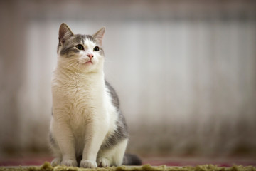 Portrait of nice white and gray cat with green eyes sitting outdoors looking straight upwards on blurred light sunny copy space background.