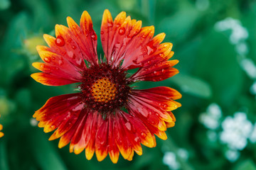 Scenic flowering gaillardia pulchella in macro. Amazing wet red yellow flower close-up with copy space. Wonderful petals with raindrops. Dew on beautiful blooming flower. Drops on plant. Rich flora.