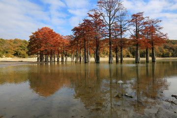 Swamp cypress trees in autumn on Lake Sukko in Krasnodar region, Russia
