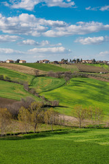 Countryside around the town of Montefalco in Umbria (Italy). Portrait format.