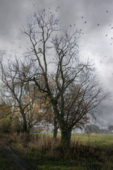 Obraz na płótnie Canvas Old tree without leaves in late autumn surrounded by flying black crows