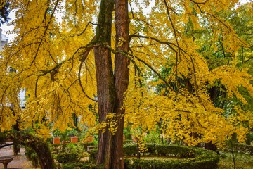 The golden yellow leaves of an autumn or Fall garden in Granada, Spain