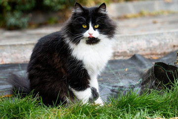 Adorable cute cat sitting in the garden on the green grass. Adorable chunky and chubby feline