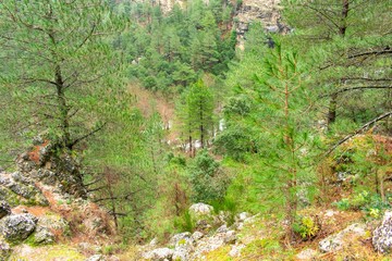 Bright Green trees in the background are framed by branches of trees much closer, which also follows a rocky stream to a cliff.