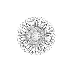 Monochrome, black and white gerbera flower isolated. Hand-drawn contour lines and strokes. Vector flower gerbera. Element for design. Gerber Daisy sketch illustration.