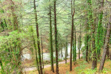 An elevated view of a river in flood through the forrest of central Spain, with trees trapped in the water.
