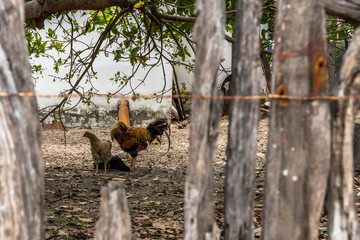 hen through the fence