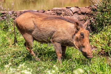 Fototapeta premium warthog in kenya