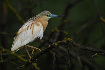 Squacco Heron (Ardeola ralloides) 