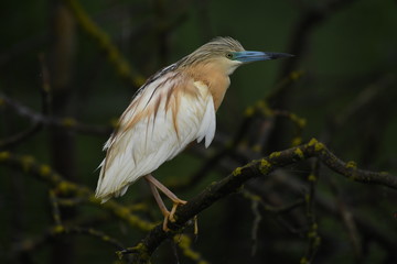 Squacco Heron (Ardeola ralloides) 