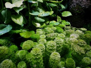 green plant underwater