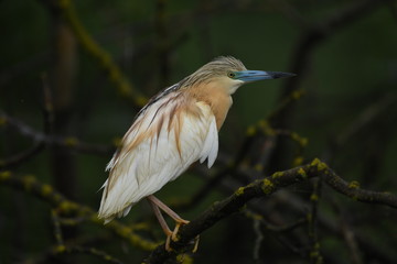 Squacco Heron (Ardeola ralloides) 