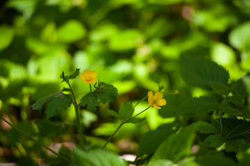 Ranunculus flowers in the countryside