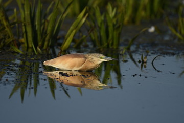 Squacco Heron (Ardeola ralloides) 