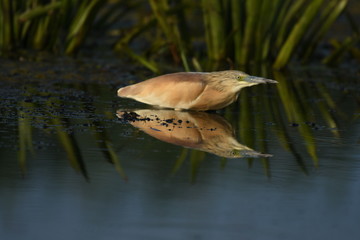 Squacco Heron (Ardeola ralloides) 