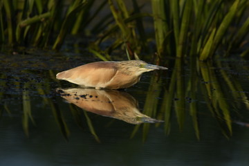 Squacco Heron (Ardeola ralloides) 