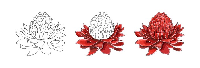 Cartoon halftone with Etlingera Elatior flower. Vector hand drown colored sketch